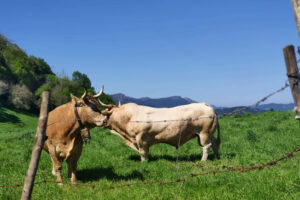 Toros prado Cantabria reducir carne