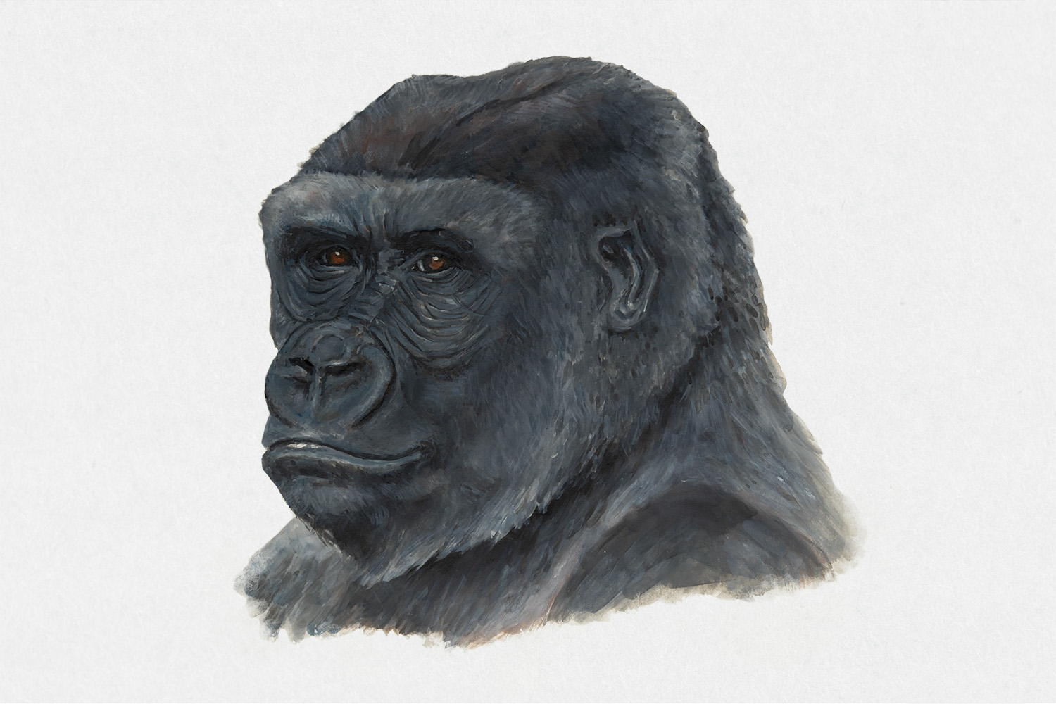 Cabeza de Gorilla Gorilla Gorilla en ilustración científica