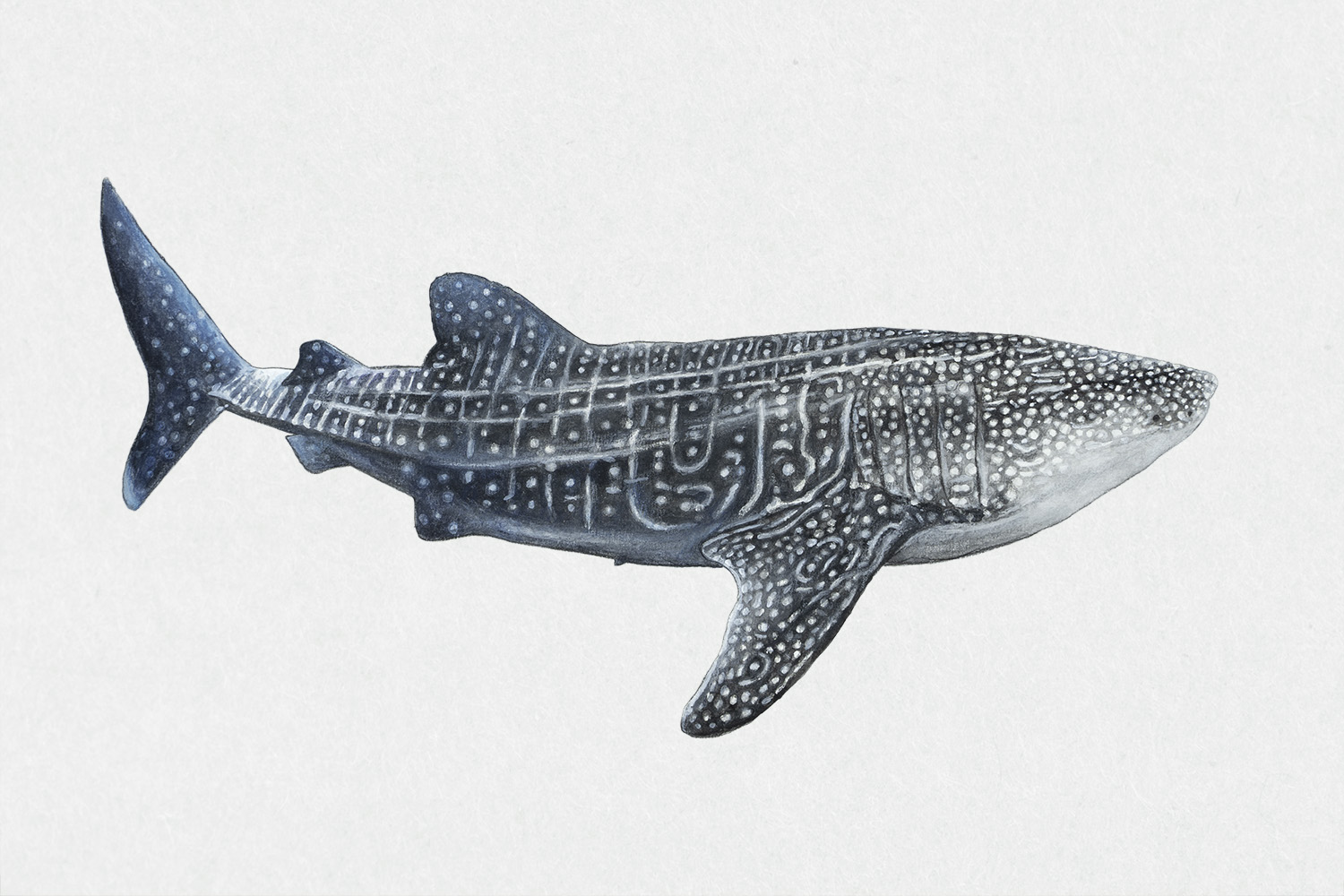 Ilustración científica de un Tiburón Ballena