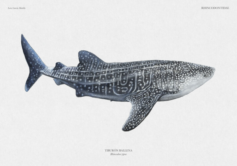 Ilustración científica de un Tiburón Ballena