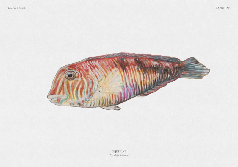 Ilustración científica de un pejepeine