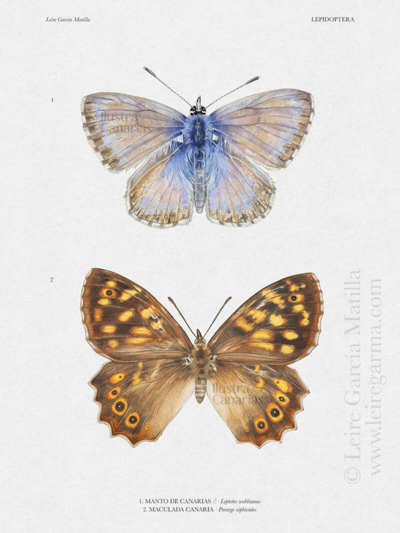 Lámina científica de mariposas endémicas de Canarias