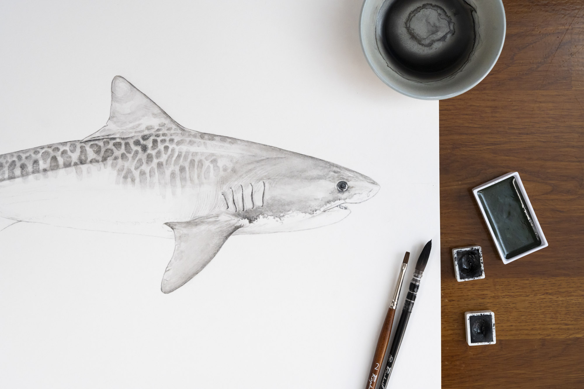 Detalle de una ilustración sobre el tiburón tigre